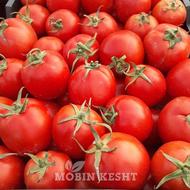 گوجه فرنگی برای رب کردن و رب اماده موجوده