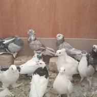 چند عدد کفتر پرشی
