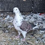 پرنده . کبوتر نرو ماده