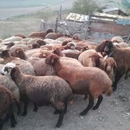فروش گوسفند