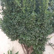 فروش گل سیکاس .یوکا. شمشاد