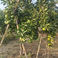نارنگی ژاپنی شیرین آب دار موجوده قیمت 80تومان