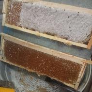 عسل درمانی صحرا