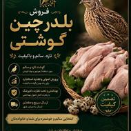 فروش گوشت گرم بلدرچین مخصوص بیماران عزیز