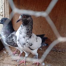 کبوتر ساعتی