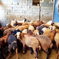 گوسفند بره دوتاب جنس پای پروار