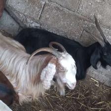 3 راس بز جوان مخصوص داشتی یا کشتار