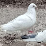کبوترمسافتینروماده