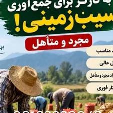 کارگر برای سیب زمینی