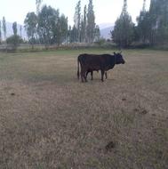 دوعدعدگاوبدونہ گوسالہ
