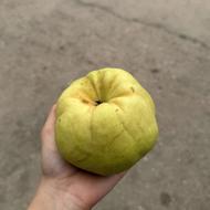میوه به تازه چین