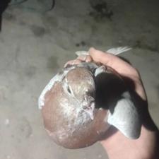 کبوتر تزئینات