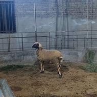 بره گوسفند نر