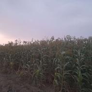 جارو دستی سرپای