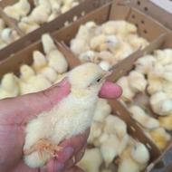 فروش جوجه های 45روزه