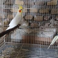 جفت عروس هلندی سالم و سرحال