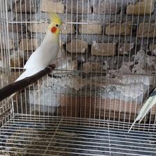جفت عروس هلندی سالم و سرحال
