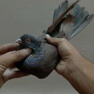 کبوتر سرخ آبادانی