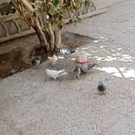 کبوترسبز چشم قرمز