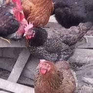 مرغ و خروس محلی و نیمچه
