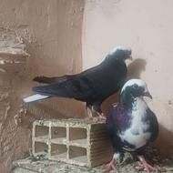 کبوتر ساری و قره عرب