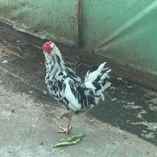 معاوضه خروس گلین با مرغ محلی