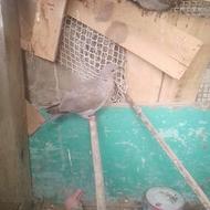 جفت نر وماده