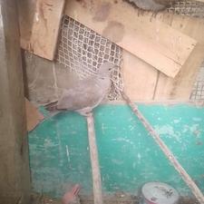 جفت نر وماده