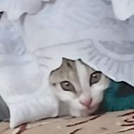 گربه ماده یک ماهه