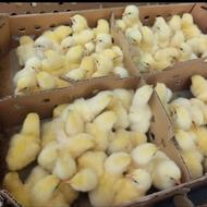جوجه گوشتی رأس 308