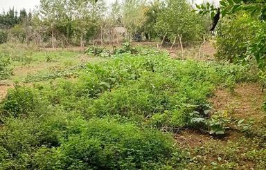 زمین 220متری در زرین اباد سفلی