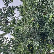نارنگی ژاپنی