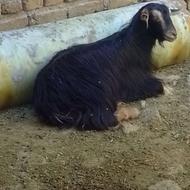 تعدادی بره وبز