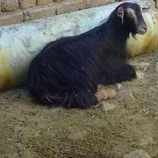 تعدادی بره وبز