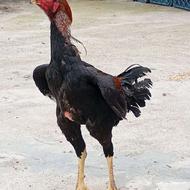 یک جفت لاری مرغ و خروس