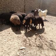 گوسفند زنده