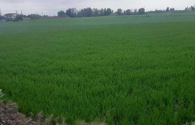 فروش زمین کشاورزی 8000 متر در لاله آباد روستای هلال کلا