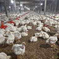 کارگرباسابقه ی بالامرغداری هستم
