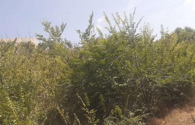 فروش زمین مسکونی و یونجه زار در شهر انگوت