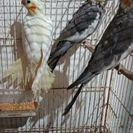 3تا عروس هلندی