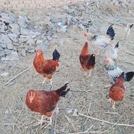 خروس جوان 30 الی 40 عدد