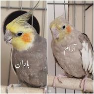 عروس هلندی