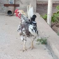 خروس نژاد عروس