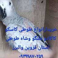 کاکادو کاسکو جفت وتک