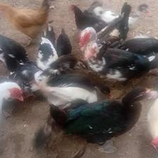 اردک اسراعیلی