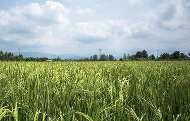 7100 متر با سند باغی