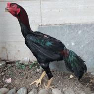 مرغخروساوشاموسیاه