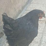 مرغ و خروس