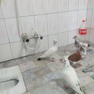 تعدادی کمی کفتر.کبوترفقط برای پرشی بازا