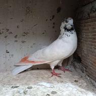کبوتر پرشی .